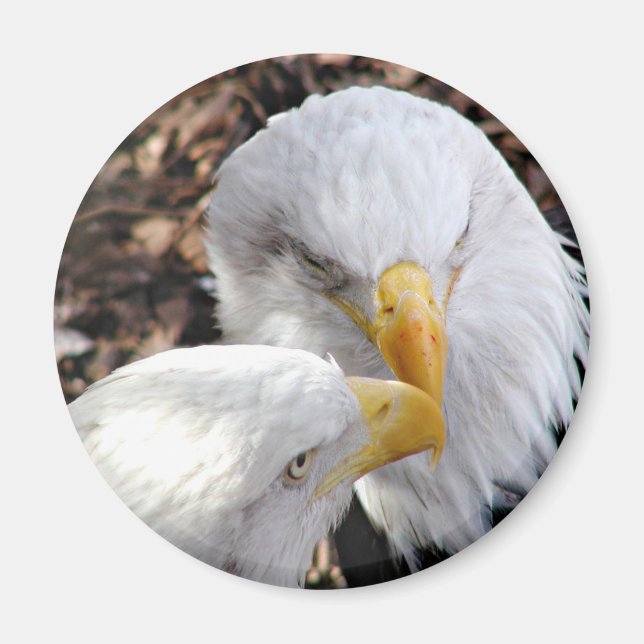 eagles magnet (Front)