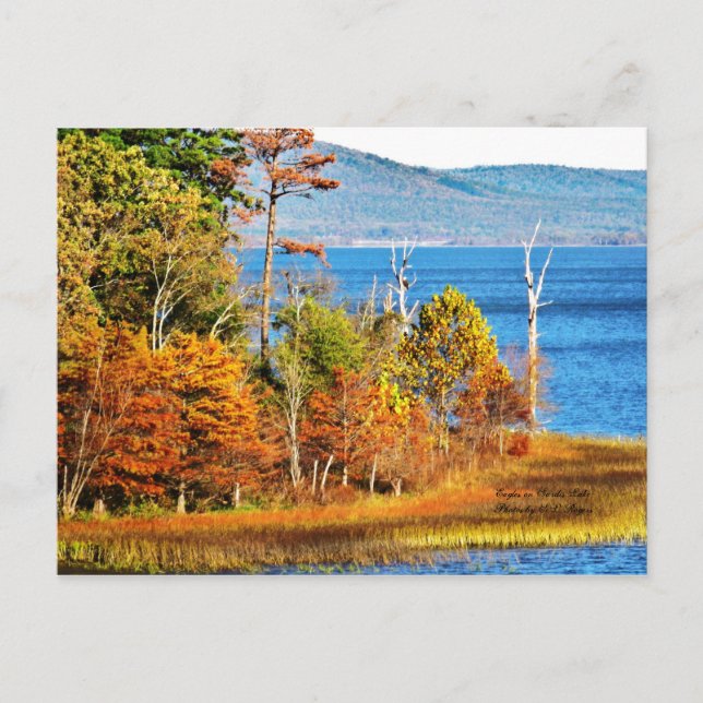 Eagles on Sardis Lake Postcard (Front)