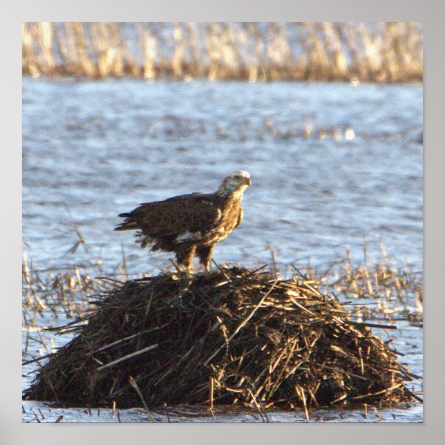 Eagles Photo Poster (Front)