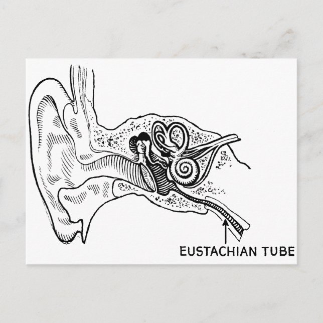 Ear diagram postcard (Front)
