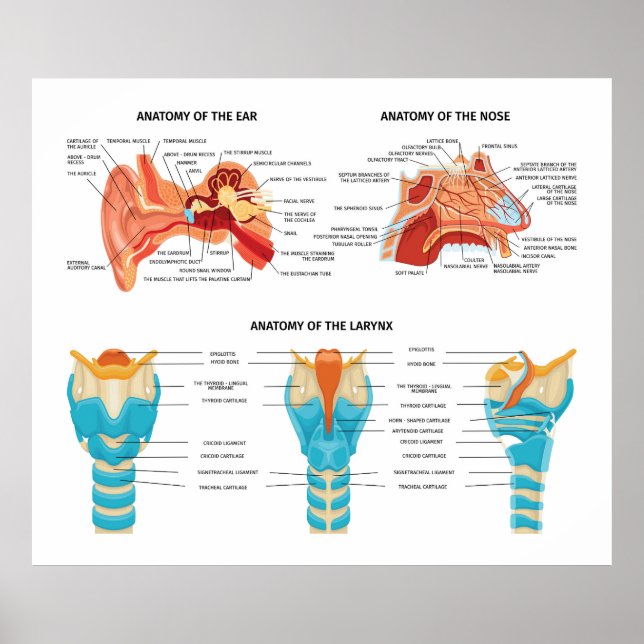 Ear Nose Anatomy Poster (Front)