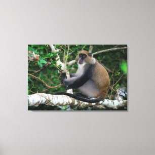 Ear Tagged Samango Monkey Canvas Print