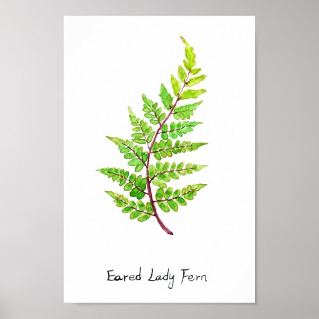 eared lady fern watercolor  poster (Front)