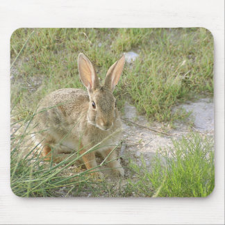 Early Evening Bunny Mouse Pad