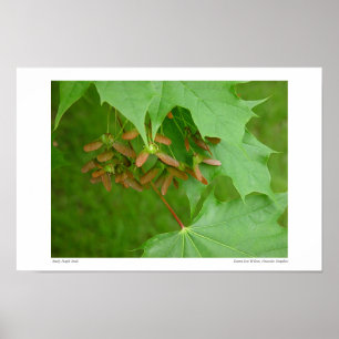 Early Maple Seeds #4352 Poster