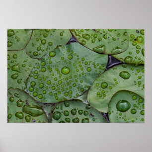 Early morning dewdrops on lily pads, Laurel Poster
