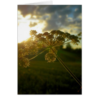 Early morning flower