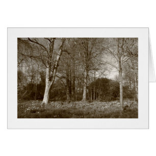 Early Spring at, Bute Park, Cardiff (Bordered)
