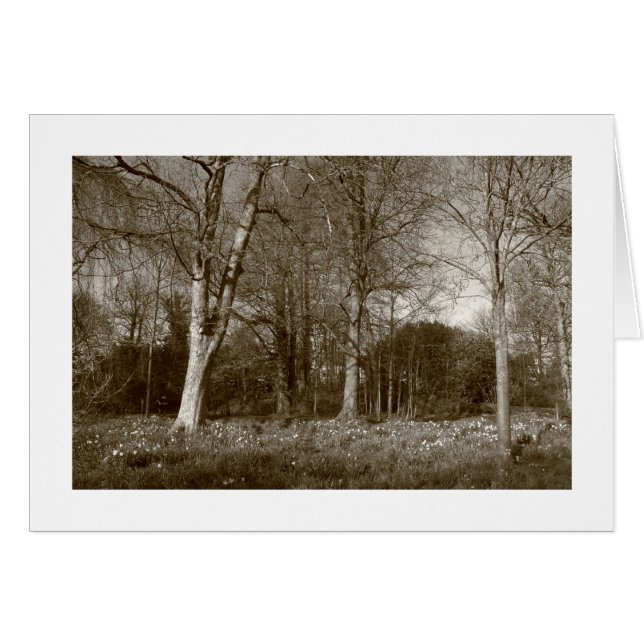 Early Spring at, Bute Park, Cardiff (Bordered) (Front Horizontal)