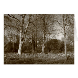 Early Spring at, Bute Park, Cardiff (Sepia)