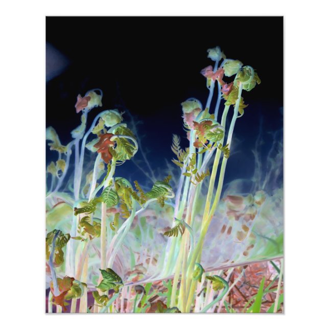 "Early Spring" Digitally Altered Fiddlehead Ferns Photo Print (Front)