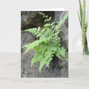 Early Spring Fern Card