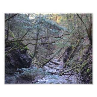 Early Spring In The Forest. Photo Print