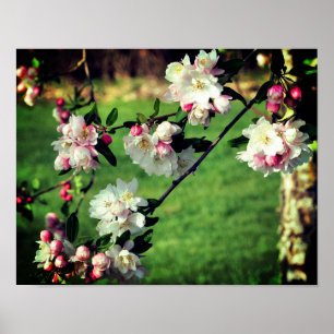 Early Spring Pink And White Blossoms Poster