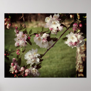 Early Spring Pink And White Blossoms Tinted Poster