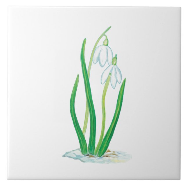 Early Spring Snowdrops   Tile (Front)