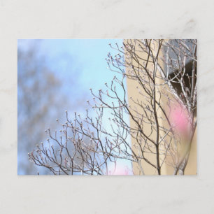 Early Spring Tree Postcard