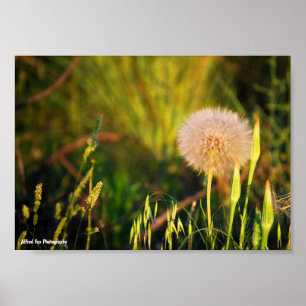 Early Summer Western Salsify Poster