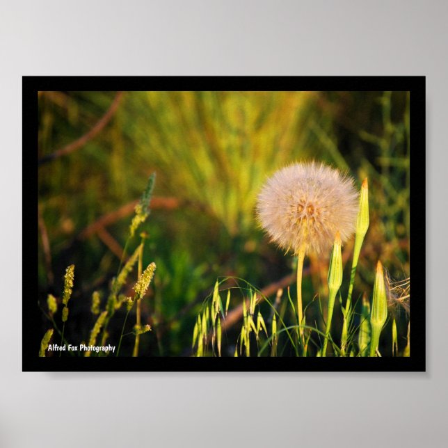 Early Summer Western Salsify Poster (Front)