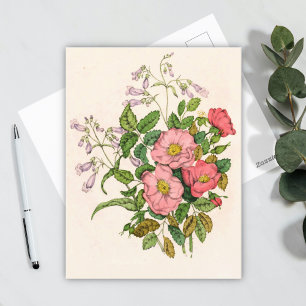 Early Wild Rose, Pentstèmon Beard-Tongue (1868) Postcard