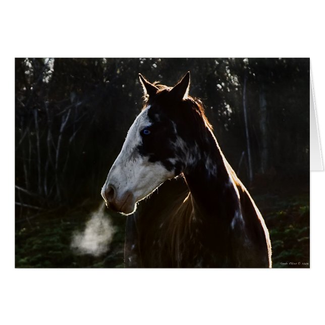 EarlyMornBlues (Front Horizontal)