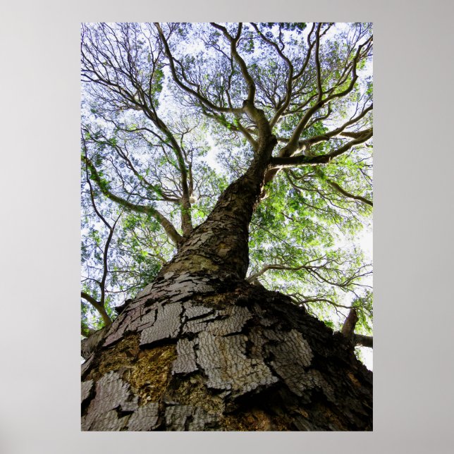 Earpod Tree Poster (Front)