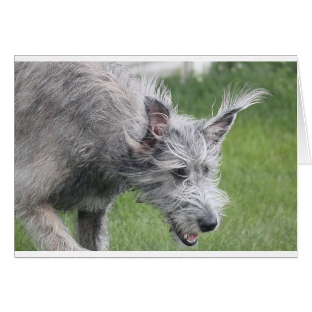 ears in motion (Front Horizontal)