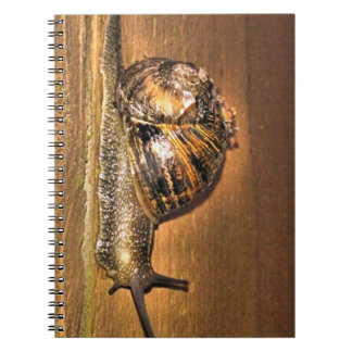 Earthbound Explorer – Macro of Snail on Bark Notebook
