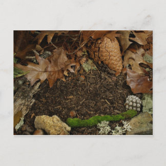 Earthy Forest Floor Postcard