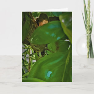 "Earthy Hang-Out" Get Well Card