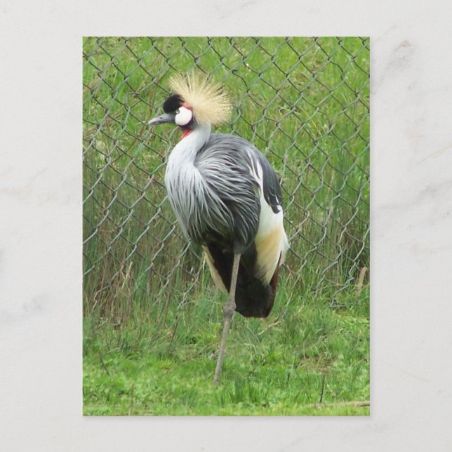 East African Crown Crane Postcard (Front)
