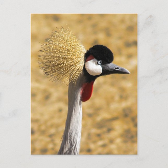 East African Crowned Crane Postcard (Front)