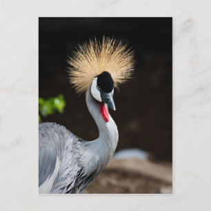 East African Crowned Crane Postcard