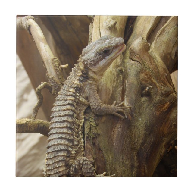 East African Spiny-Tailed Tropical Girdled Lizard Tile (Front)