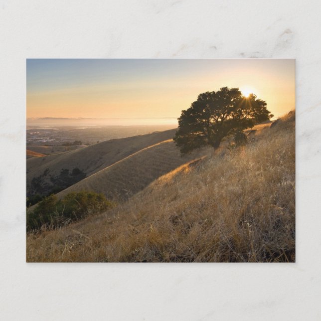 East Bay Hills in Summer Postcard (Front)