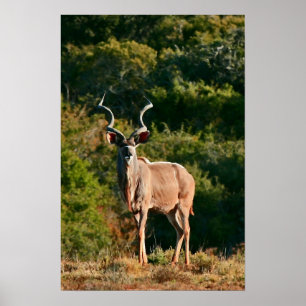 East Cape Kudu canvas print