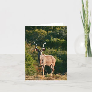 East Cape Kudu note card