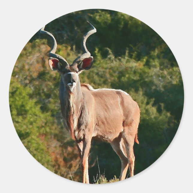 East Cape Kudu stickers (Front)
