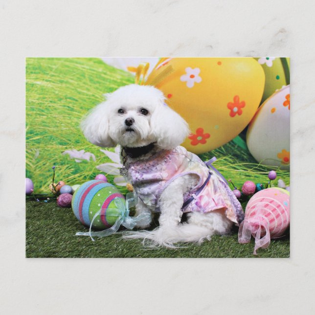 Easter - Bichon Frise - Mia Holiday Postcard (Front)