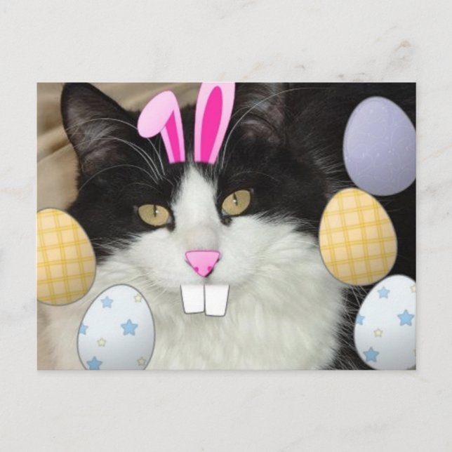 Easter Black and White Kitty Cat Holiday Postcard (Front)
