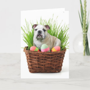 Easter bulldog holiday card