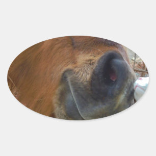 Easter Bunny and Brown horse Oval Sticker