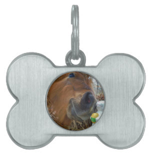 Easter Bunny and Brown horse Pet Tag
