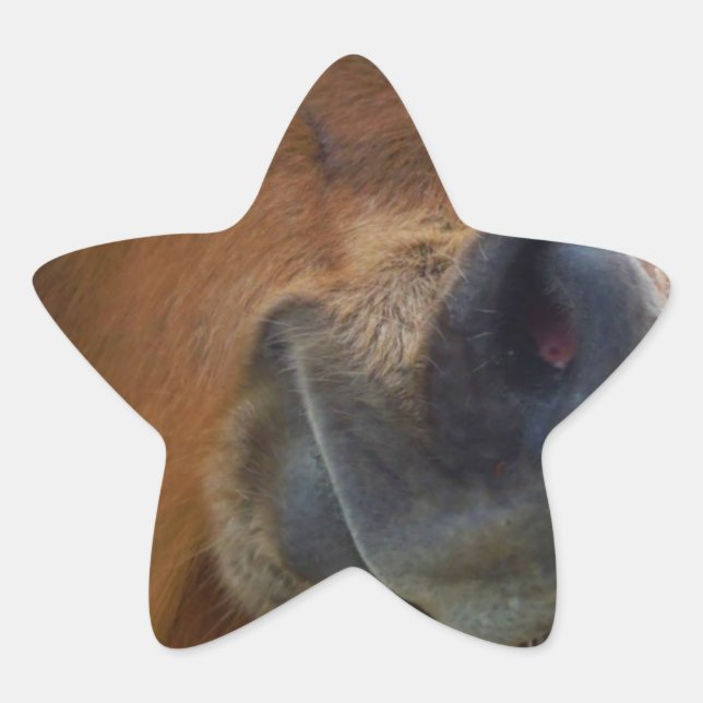 Easter Bunny and Brown horse Star Sticker (Front)