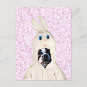 Easter bunny boston terrier postcard