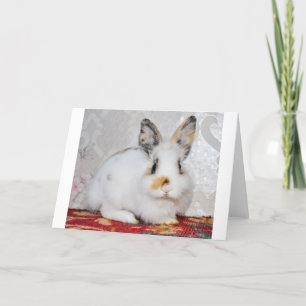 Easter Bunny Holiday Card