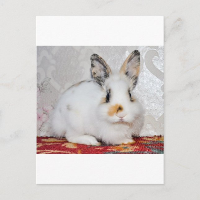 Easter Bunny Holiday Postcard (Front)