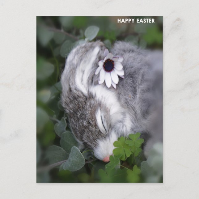 Easter Bunny Holiday Postcard (Front)