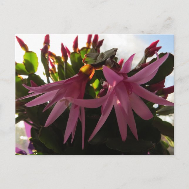 Easter Cactus Flower Plant Holiday Postcard (Front)