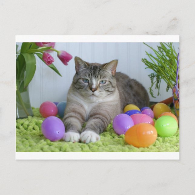 Easter Cat Holiday Postcard (Front)